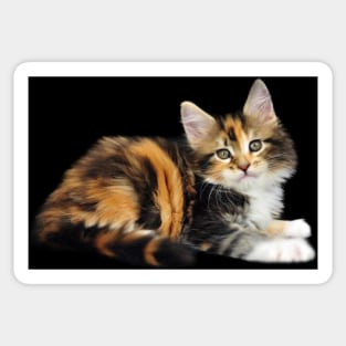 main coon cat Sticker